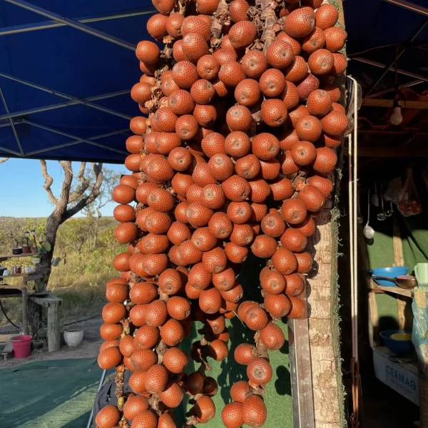 Complexo do Prata - Rei do Prata - Cavalcante - Chapada dos Veadeiros (11)
