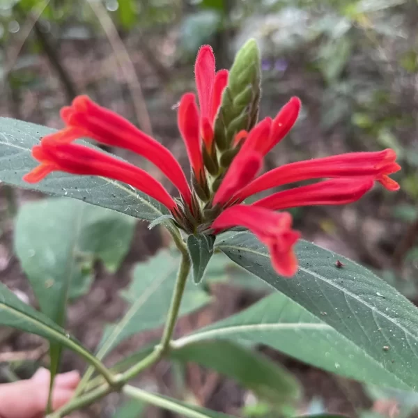 Banho nas águas cristalinas da Cachoeira São Bartolomeu Vale das Araras