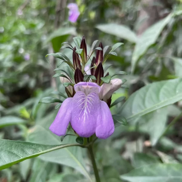 Banho nas águas cristalinas da Cachoeira São Bartolomeu Vale das Araras
